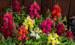 Candy Tops Snapdragons Series (Sakata Ornamentals)