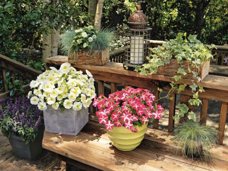 Petunia ‘Success! Yellow Chiffon‘ (Ernst Benary of America)