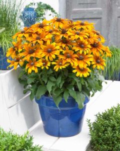 Echibeckia ‘Summerina Butterscotch Biscuit’ (Pacific Plug & Liner)