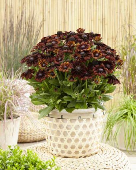 Echibeckia ‘Summerina Pumpernickel’ (Pacific Plug & Liner)