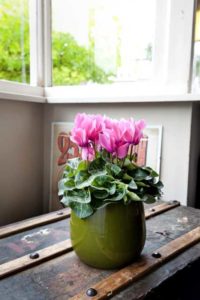 Cyclamen Super Series Macro  (Schoneveld Breeding)
