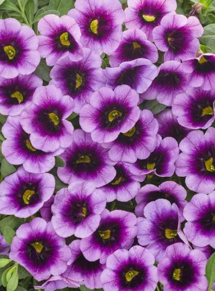 Calibrachoa ‘Superbells Blue Moon Punch’ (Proven Winners)
