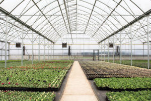 Superstar Series 3600 (Conleys)