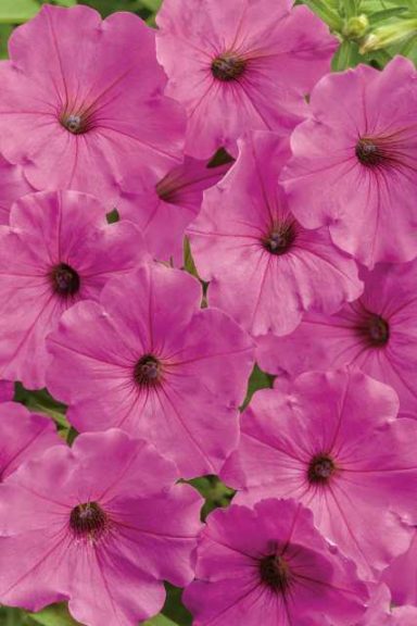 Petunia ‘Supertunia Vista Valentine’ (Proven Winners)