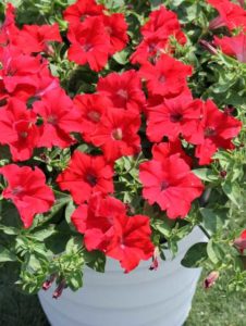 Petunia ‘Surfinia Trailing Red’ (Suntory Flowers)