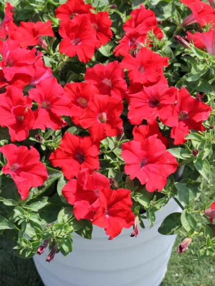 Petunia ‘Surfinia Trailing Red’ (Suntory Flowers)