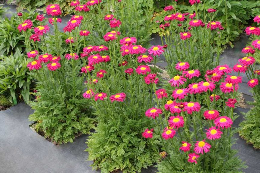 Tanacetum ‘Radiant Deep Pink’ (Terra Nova Nurseries)
