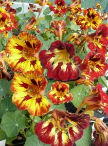 Tropaeolum majus 'Orchid Flame' (Thompson & Morgan)