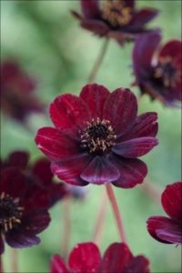 Cosmos atrosanguineus ‘Brownie’ (Thompson & Morgan)