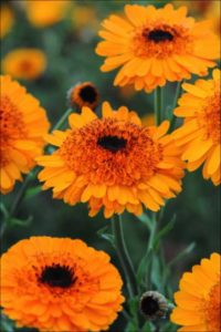 Calendula officinalis 'Crown Orange' (Thompson & Morgan)
