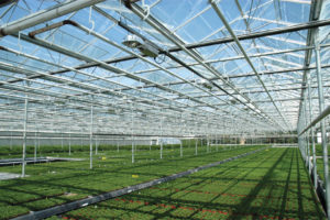 Venlo Greenhouse (Westbrook Greenhouse Systems Ltd.)