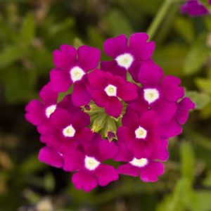 Verbena Obsession Cascade Series (Syngenta Flowers)