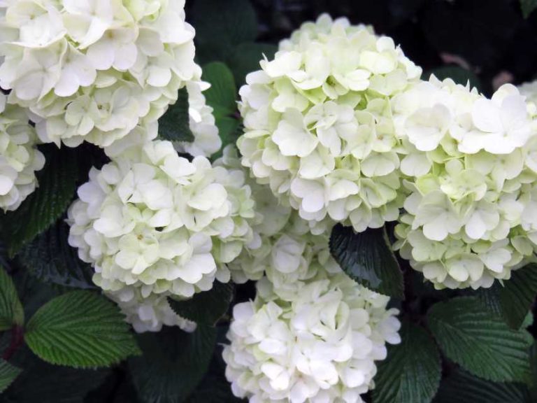 Viburnum ‘First Editions Opening Day’ (Bailey Nurseries)