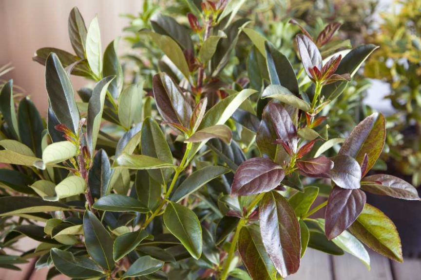Viburnum odoratissimum ‘Copper Top’ (Southern Living Plant Collection)
