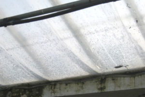 Water Vapor in a Greenhouse