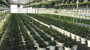 How Suppliers Are Addressing Remote Monitoring Needs for Greenhouse Growers