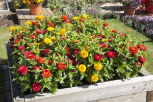 Zinnia Solmar Series (Floranova)