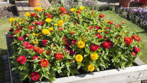 Phlox, Zinnias, and More for 2018 From California Spring Trials