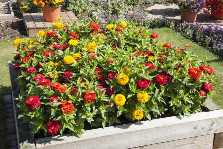 Zinnia Solmar Series (Floranova)