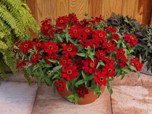 Zinnia ‘Profusion Red’ (Sakata Ornamentals)