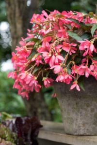 Begonia Be Adore Series (HilverdaKooij)