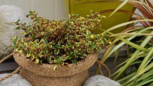 KiwiFlora Joins Danziger and Syngenta-Backed ThinkPlants Marketing Initiative