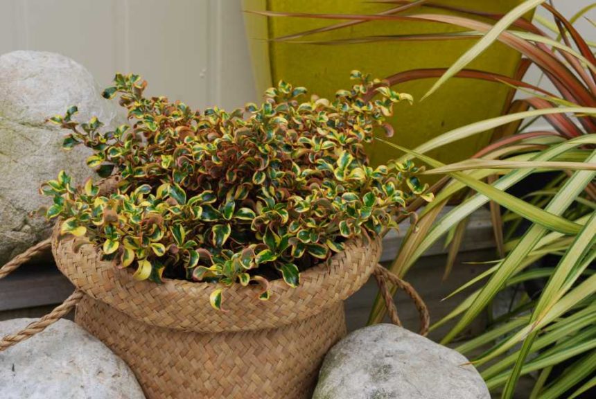 Coprosma repens 'Golden Star' (Kiwi Flora)