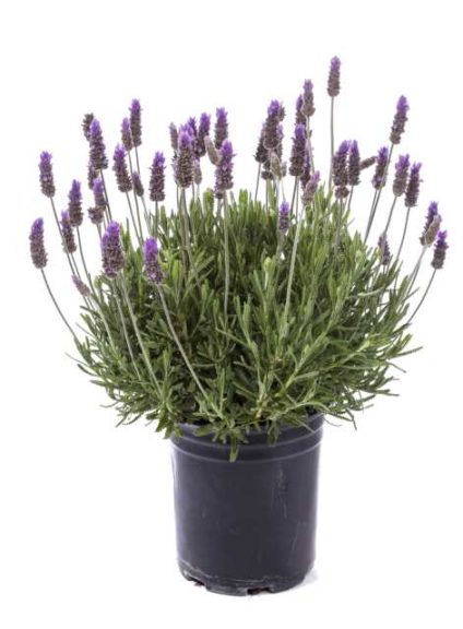 Lavandula 'Paris' (Green Fuse Botanicals)