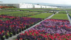 Jerry Halamuda of Color Spot Nurseries Retires