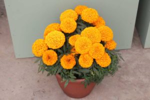 CAST 2017: Green Fuse Botanicals and Floranova