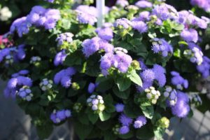 Day 2 - California Spring Trials 2017