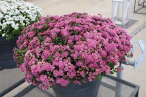 California Spring Trials: Day Three