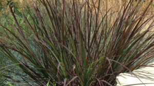 Kelly Norris: Diversity is the Key to Growing the Ornamental Grass Market