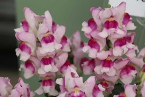 CAST 2017: Green Fuse Botanicals and Floranova