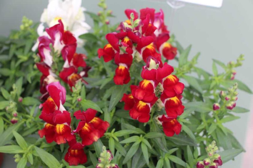 CAST 2017: Green Fuse Botanicals and Floranova