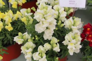 CAST 2017: Green Fuse Botanicals and Floranova