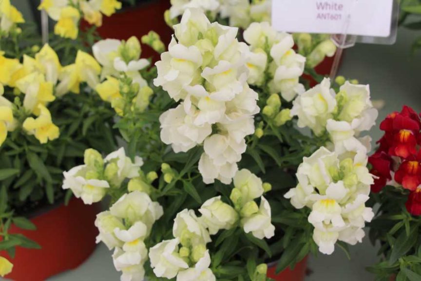 CAST 2017: Green Fuse Botanicals and Floranova