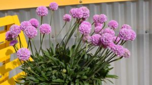 Dr. Allan Armitage’s Top Picks From Ball and GroLink At California Spring Trials 2017