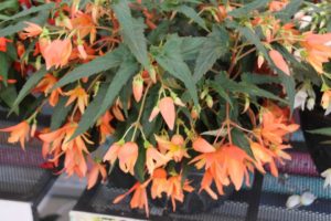 California Spring Trials: Day Three