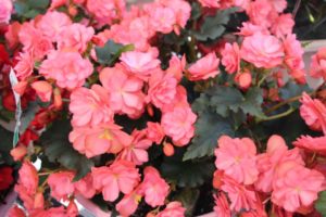 California Spring Trials: Day Three