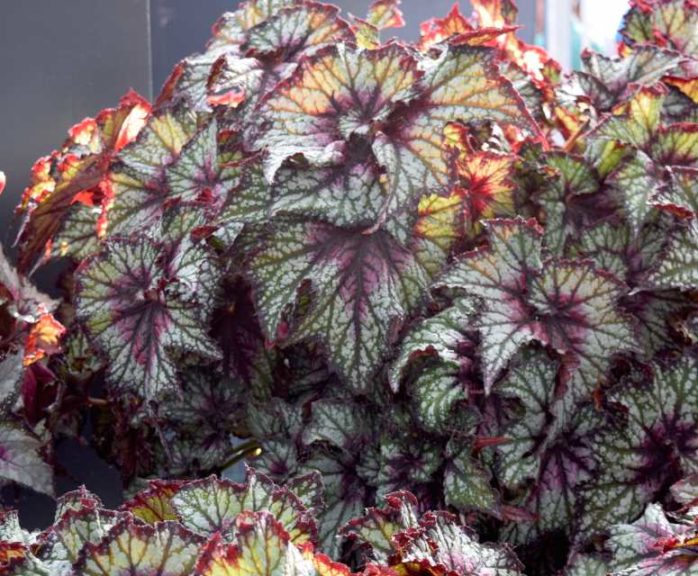 Begonia Dibs Series (Green Fuse Botanicals)