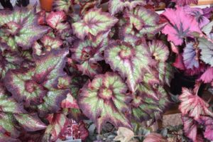 California Spring Trials 2017 - Day Four