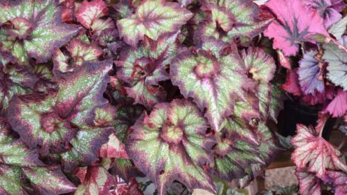 Dr. A’s Day Four Top Varieties for CAST 2017