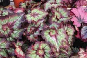 Day Four - California Spring Trials 2017