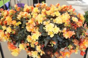 California Spring Trials: Day Three