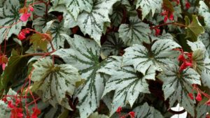 Terra Nova Nurseries Releases Two New, Attractive Begonia Varieties