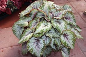 CAST 2017: Green Fuse Botanicals and Floranova