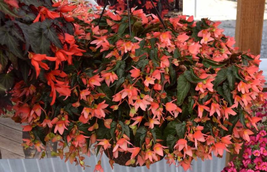 California Spring Trials 2017 - Day Four