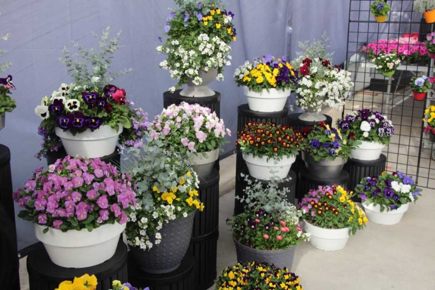 Day 2 - California Spring Trials 2017