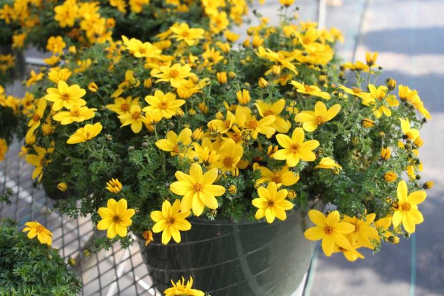 Day 2 - California Spring Trials 2017